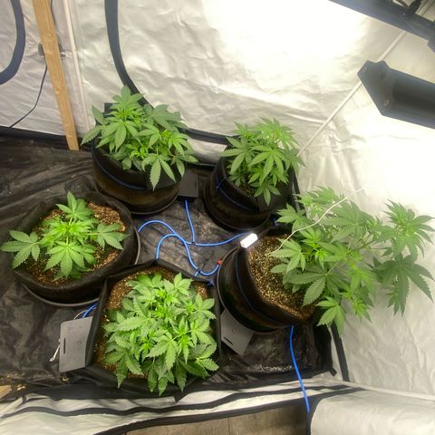 Polar Gelato growlog timeline photo