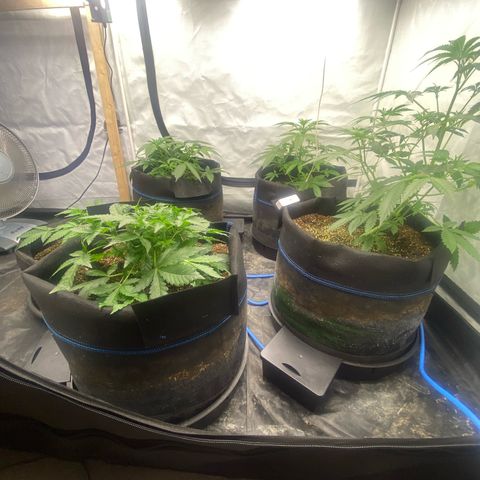 Polar Gelato growlog timeline photo
