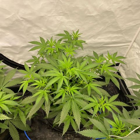 Polar Gelato growlog photo: Spent all day flushing the autopot system with tap water and 4x h202  as I found slime in the pots. Left them with r/o water for 1 day. Will add nutes later today. 