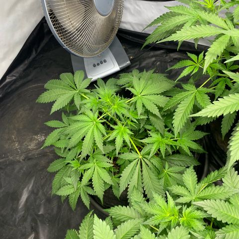 Polar Gelato growlog photo: Spent all day flushing the autopot system with tap water and 4x h202  as I found slime in the pots. Left them with r/o water for 1 day. Will add nutes later today. 