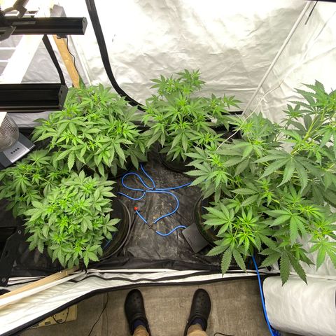Polar Gelato growlog photo: Spent all day flushing the autopot system with tap water and 4x h202  as I found slime in the pots. Left them with r/o water for 1 day. Will add nutes later today. 