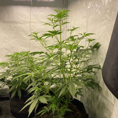 Polar Gelato growlog photo: Spent all day flushing the autopot system with tap water and 4x h202  as I found slime in the pots. Left them with r/o water for 1 day. Will add nutes later today. 