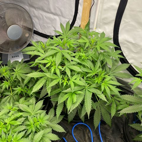 Polar Gelato growlog photo: Spent all day flushing the autopot system with tap water and 4x h202  as I found slime in the pots. Left them with r/o water for 1 day. Will add nutes later today. 