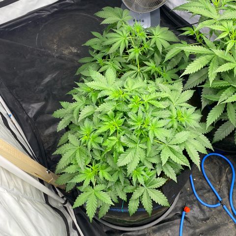 Polar Gelato growlog photo: Spent all day flushing the autopot system with tap water and 4x h202  as I found slime in the pots. Left them with r/o water for 1 day. Will add nutes later today. 