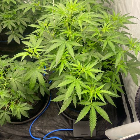 Polar Gelato growlog photo: Started bloom nutes