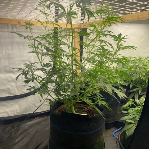 Polar Gelato growlog photo: Started bloom nutes