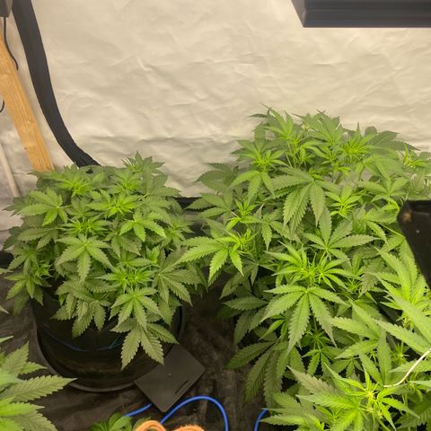 Polar Gelato growlog photo: Started bloom nutes