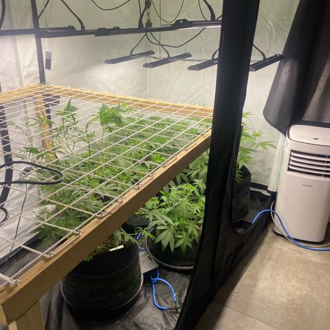 Polar Gelato growlog photo: Started bloom nutes