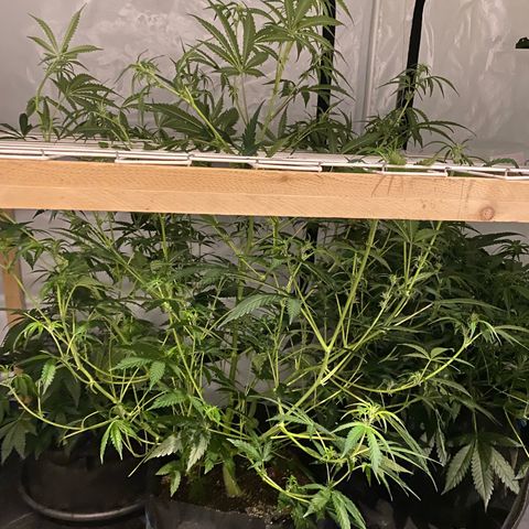 Polar Gelato growlog timeline photo
