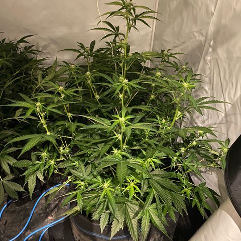 Polar Gelato growlog timeline photo