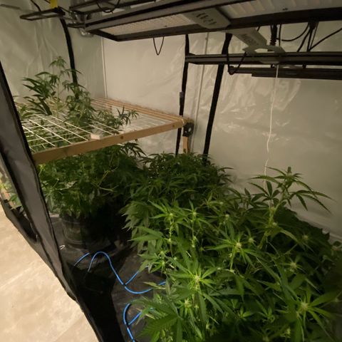 Polar Gelato growlog timeline photo