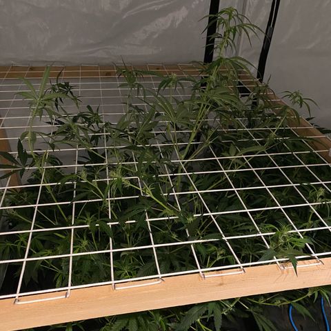 Polar Gelato growlog timeline photo