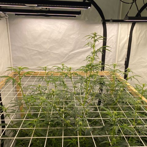 Polar Gelato growlog timeline photo