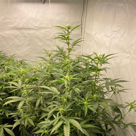 Polar Gelato growlog timeline photo