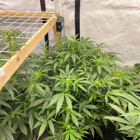 Polar Gelato growlog timeline photo