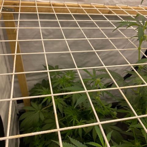 Polar Gelato growlog timeline photo