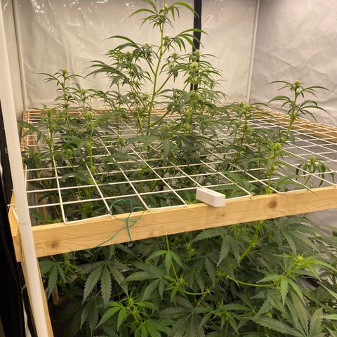 Polar Gelato growlog timeline photo