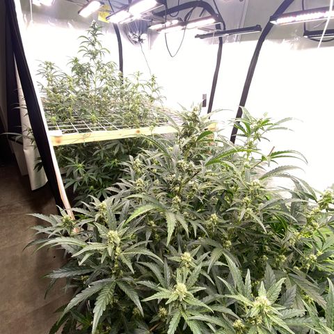 Polar Gelato growlog photo: Just following instructions 