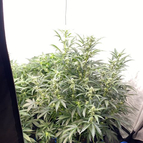 Polar Gelato growlog photo: Just following instructions 