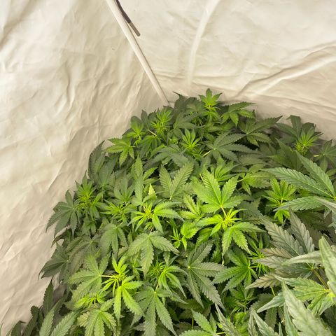 Polar Gelato growlog photo: Just following instructions 