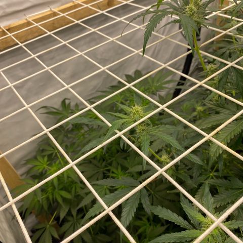 Polar Gelato growlog photo: Just following instructions 