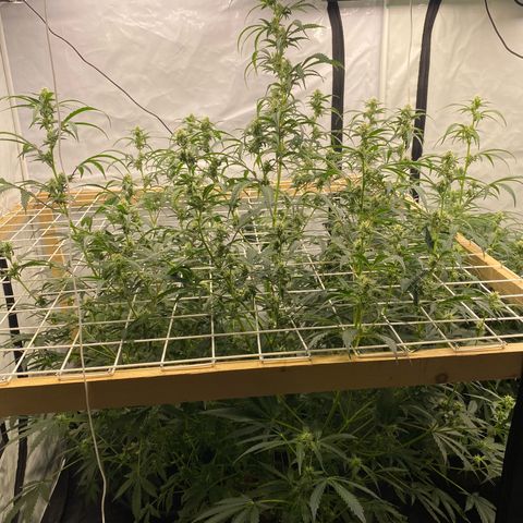 Polar Gelato growlog photo: Just following instructions 