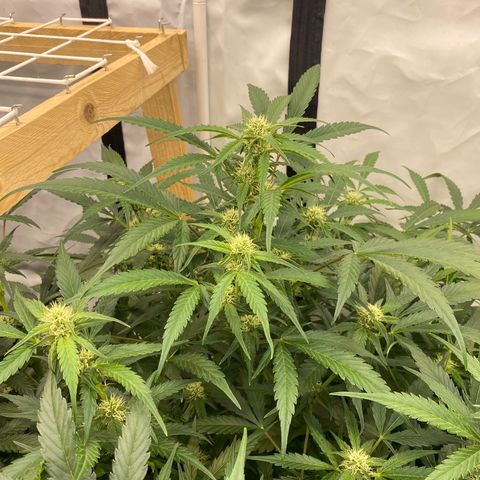 Polar Gelato growlog photo: Just following instructions 