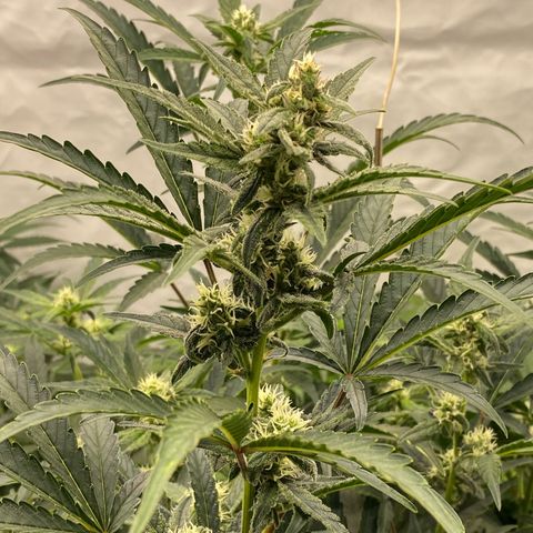 Polar Gelato growlog photo: Just following instructions 