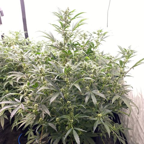 Polar Gelato growlog photo: Just following instructions 
