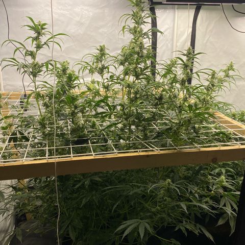 Polar Gelato growlog timeline photo