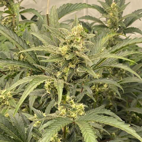 Polar Gelato growlog timeline photo