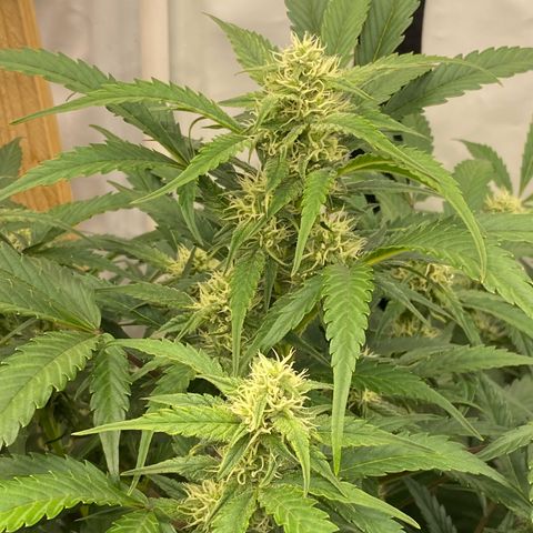 Polar Gelato growlog timeline photo