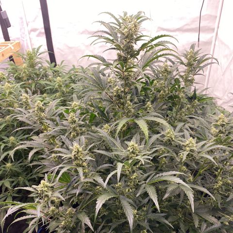 Polar Gelato growlog timeline photo