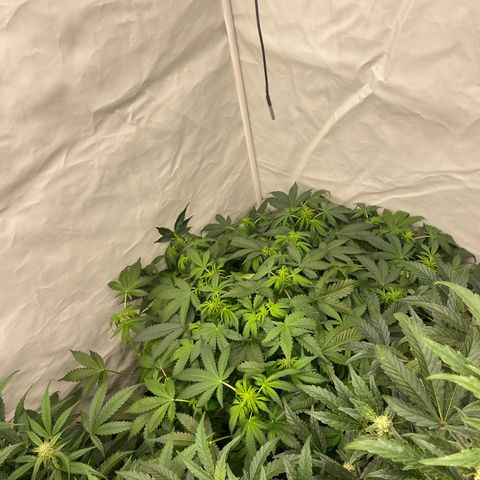 Polar Gelato growlog timeline photo