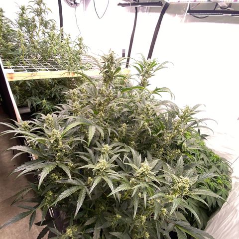 Polar Gelato growlog timeline photo
