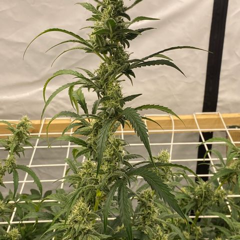 Polar Gelato growlog timeline photo