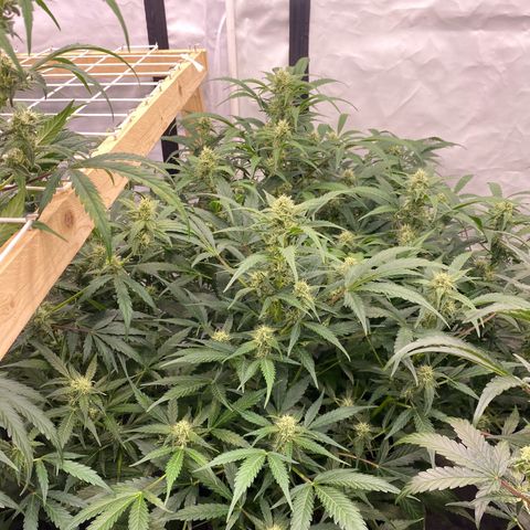 Polar Gelato growlog timeline photo