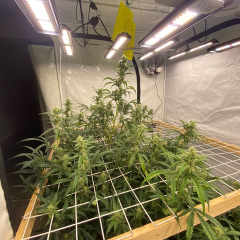 Polar Gelato growlog timeline photo