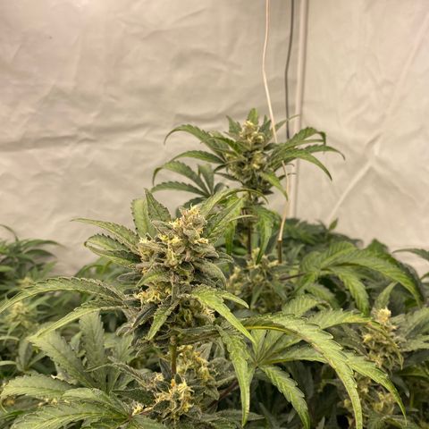 Polar Gelato growlog timeline photo