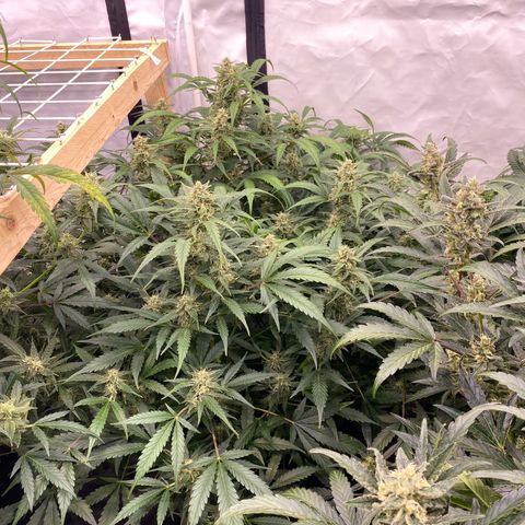 Polar Gelato growlog timeline photo