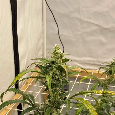 Polar Gelato growlog timeline photo