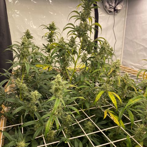 Polar Gelato growlog timeline photo