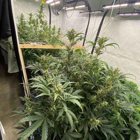 Polar Gelato growlog timeline photo