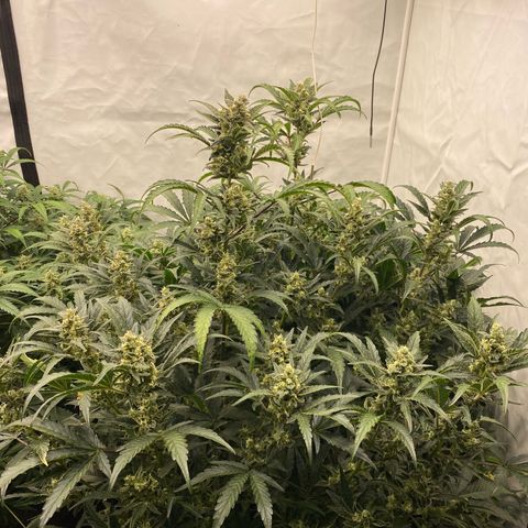 Polar Gelato growlog timeline photo