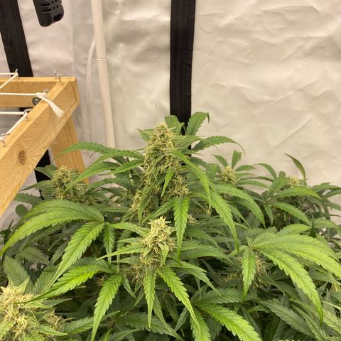 Polar Gelato growlog timeline photo