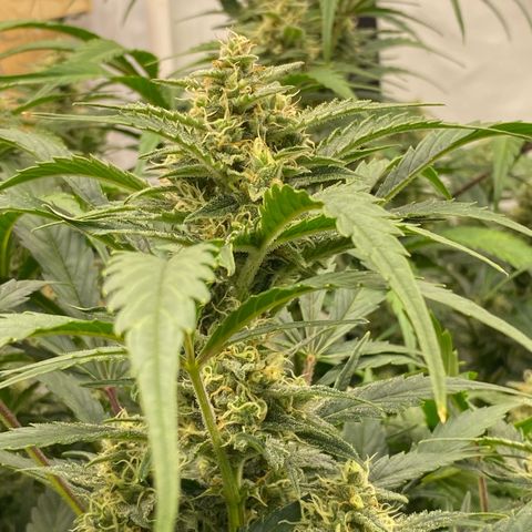 Polar Gelato growlog timeline photo