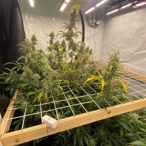 Polar Gelato growlog timeline photo