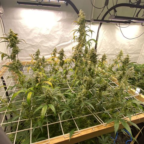 Polar Gelato growlog timeline photo