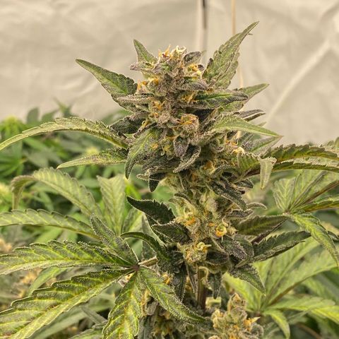 Polar Gelato growlog timeline photo