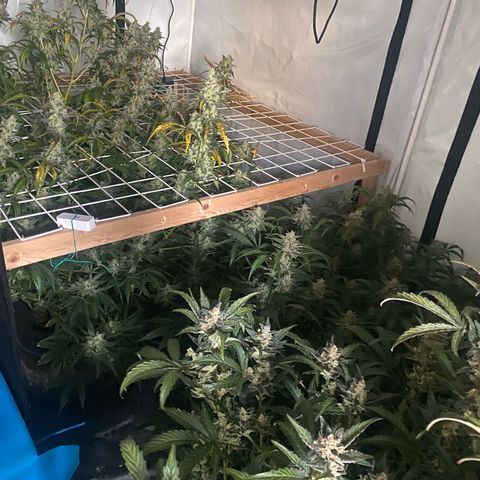 Polar Gelato growlog timeline photo